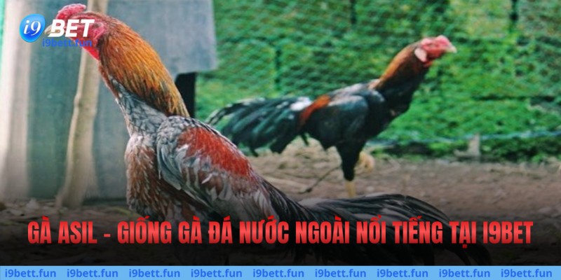 Gà Asil - Giống gà đá nước ngoài nổi tiếng 