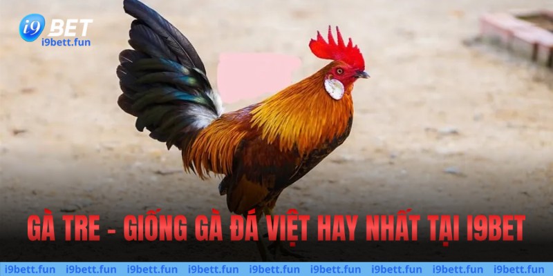 Gà tre - Giống gà đá Việt hay nhất tại i9bet 