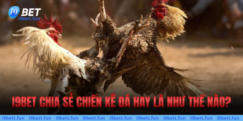 Chiến kê đá hay là như thế nào?