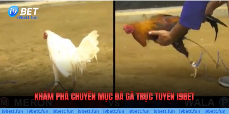 Khái quát về chuyên mục đấu chiến kê trực tuyến