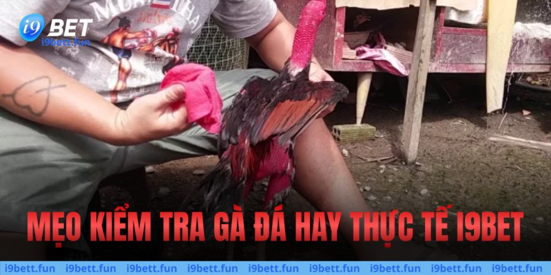 Mẹo kiểm tra gà đá hay thực tế 