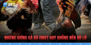 Các Giống Gà Đá Hay Nhất Hiện Tại Mà Các Sư Kê Nên Biết