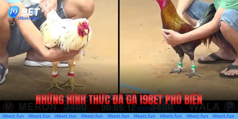 Những loại hình Đá gà I9bet i9bet nổi trội hiện nay