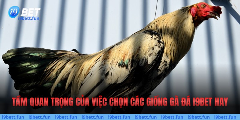 Tầm quan trọng của việc chọn các giống gà đá hay