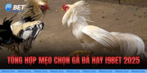 Mẹo Chọn Gà Đá I9bet - Bí Quyết Sở Hữu Chiến Kê Bất Bại