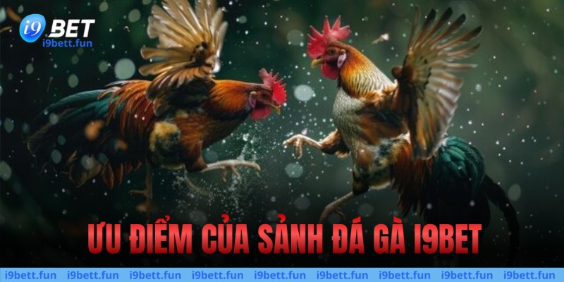 Ưu điểm của sảnh Đá gà I9bet i9bet