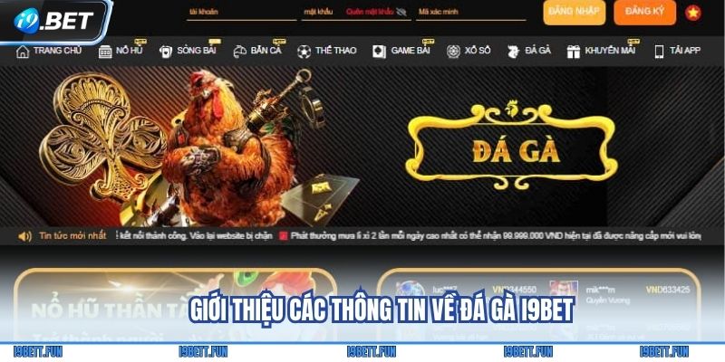 Giới thiệu các thông tin về đá gà i9Bet