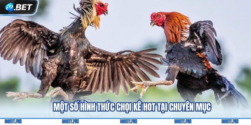 Một số hình thức chọi kê hot tại chuyên mục